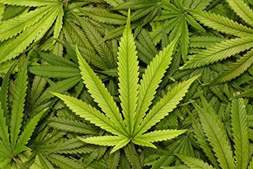 Lubrifiant Cannabis