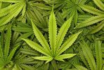 Glijmiddel Cannabis